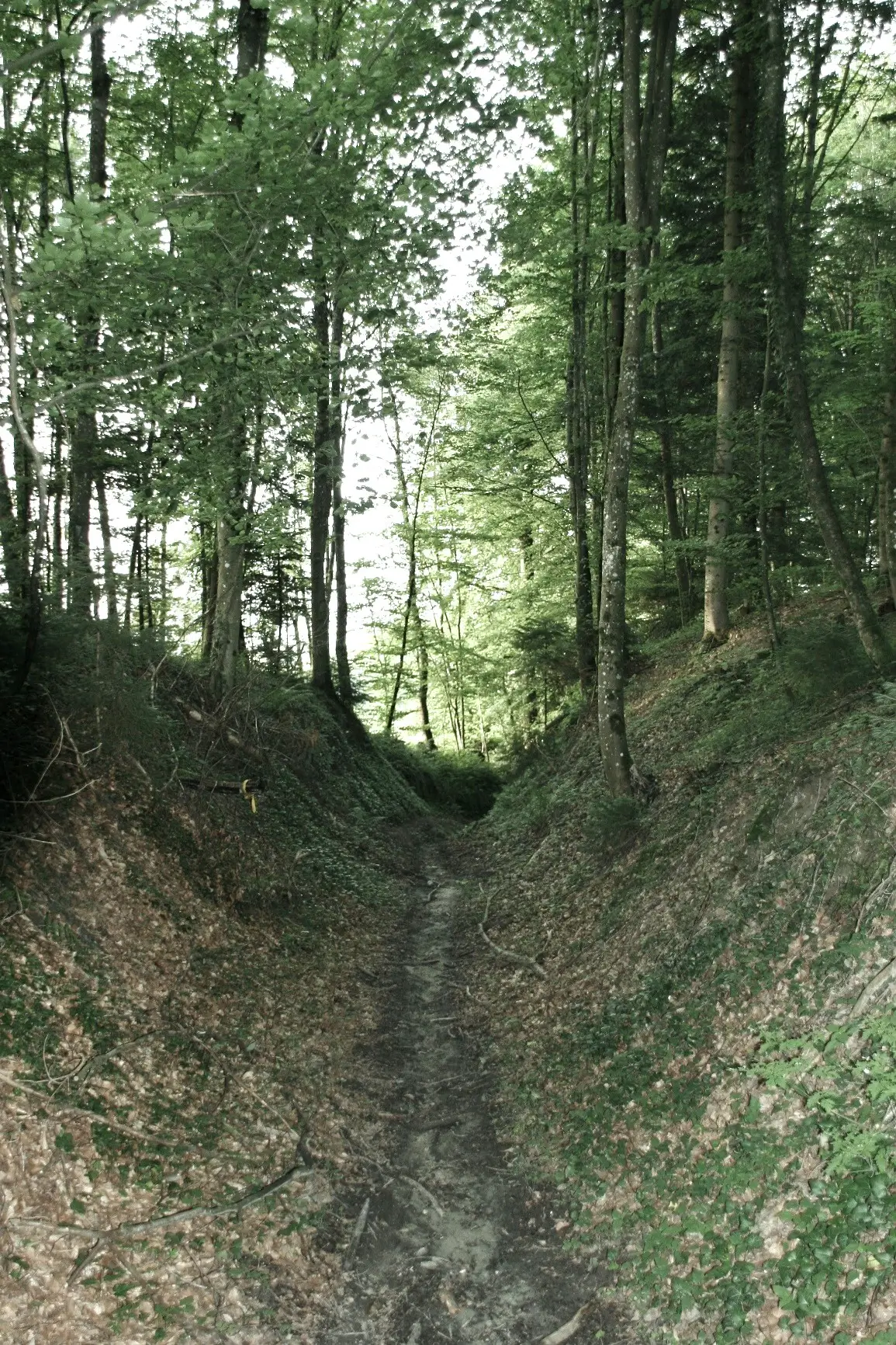 Chemin creux dans le bois de Boulay, entre Villars-les-Moines et Cressier. L'abbé Magnin est-il passé par là, avec la chaise de poste, peu avant d'être assassiné ?