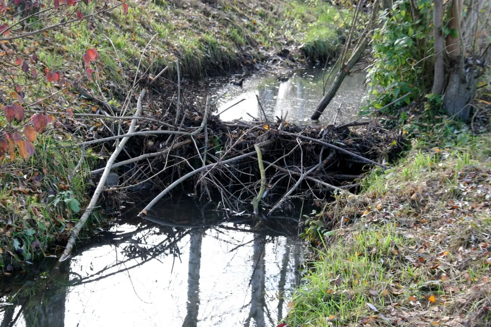 Barrage édifié par les castors au bord de la Bibera.