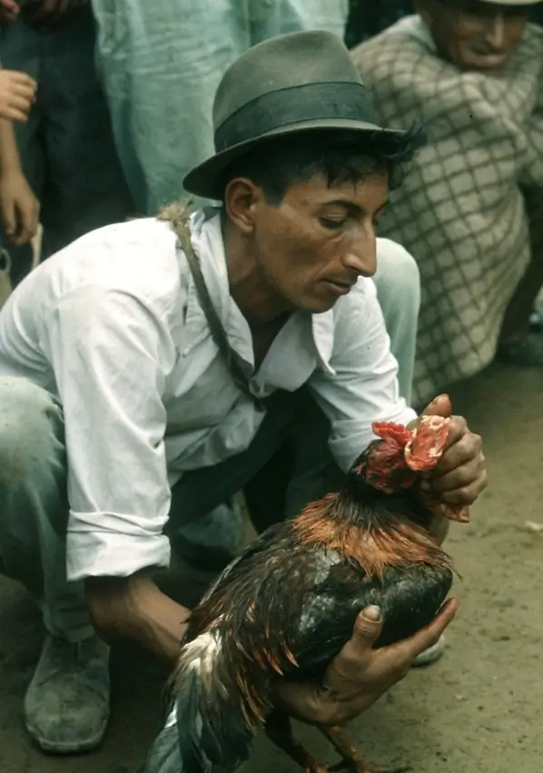 Un éleveur soigne son coq, après le combat.