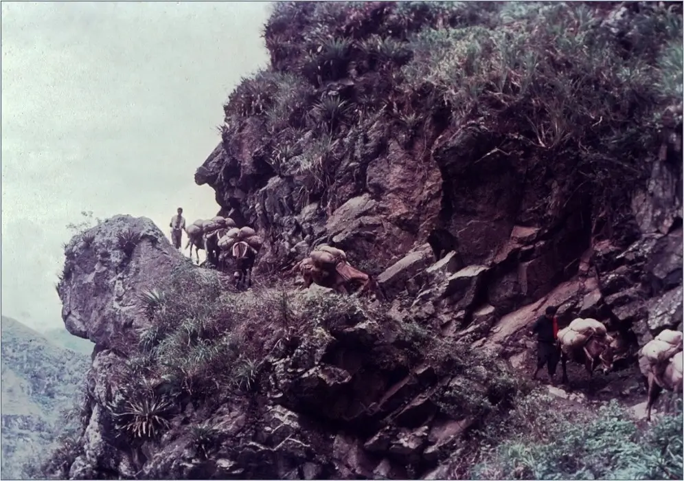 Des muletiers conduisent des mules par le « Suspiro » (le soupir), passage escarpé et étroit, sur le chemin qui mène de Policarpa à Puerto Rico, par le pont de la Guasca sur le fleuve Patia. Depuis 1982, il est possible de traverser le pont avec des véhicules légers.