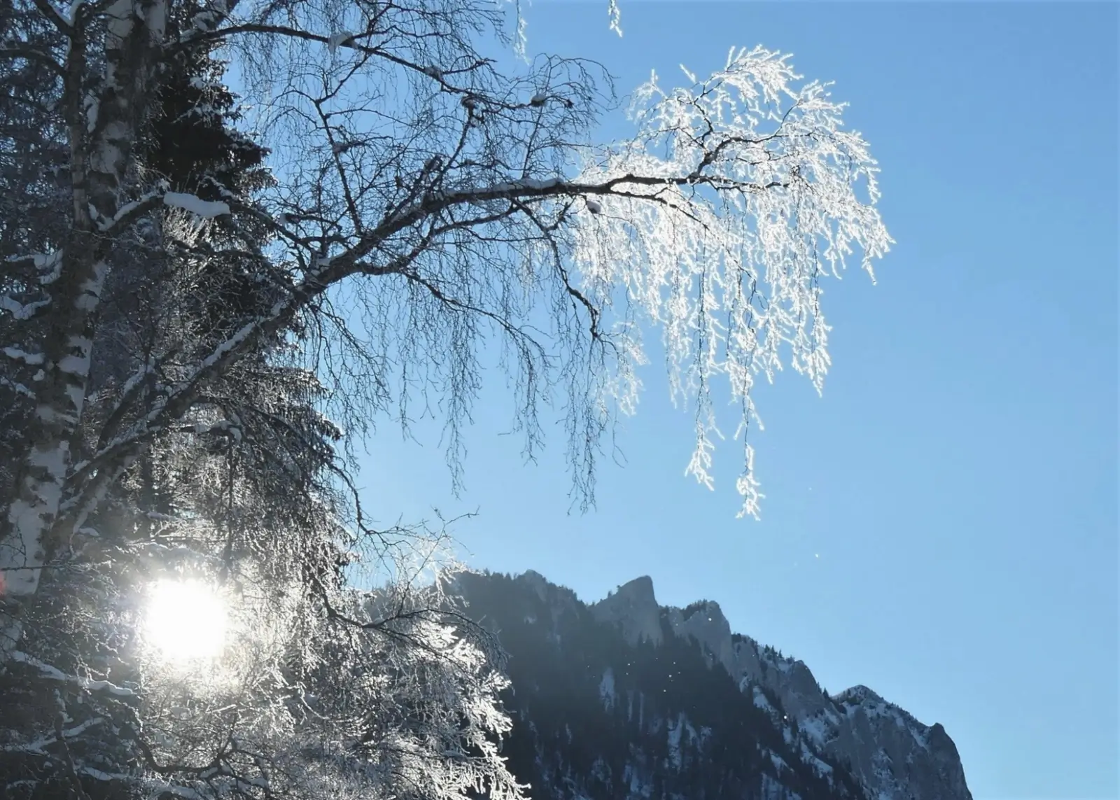 Calendrier 2024 — janvier, arbres givrés au Lac Noir