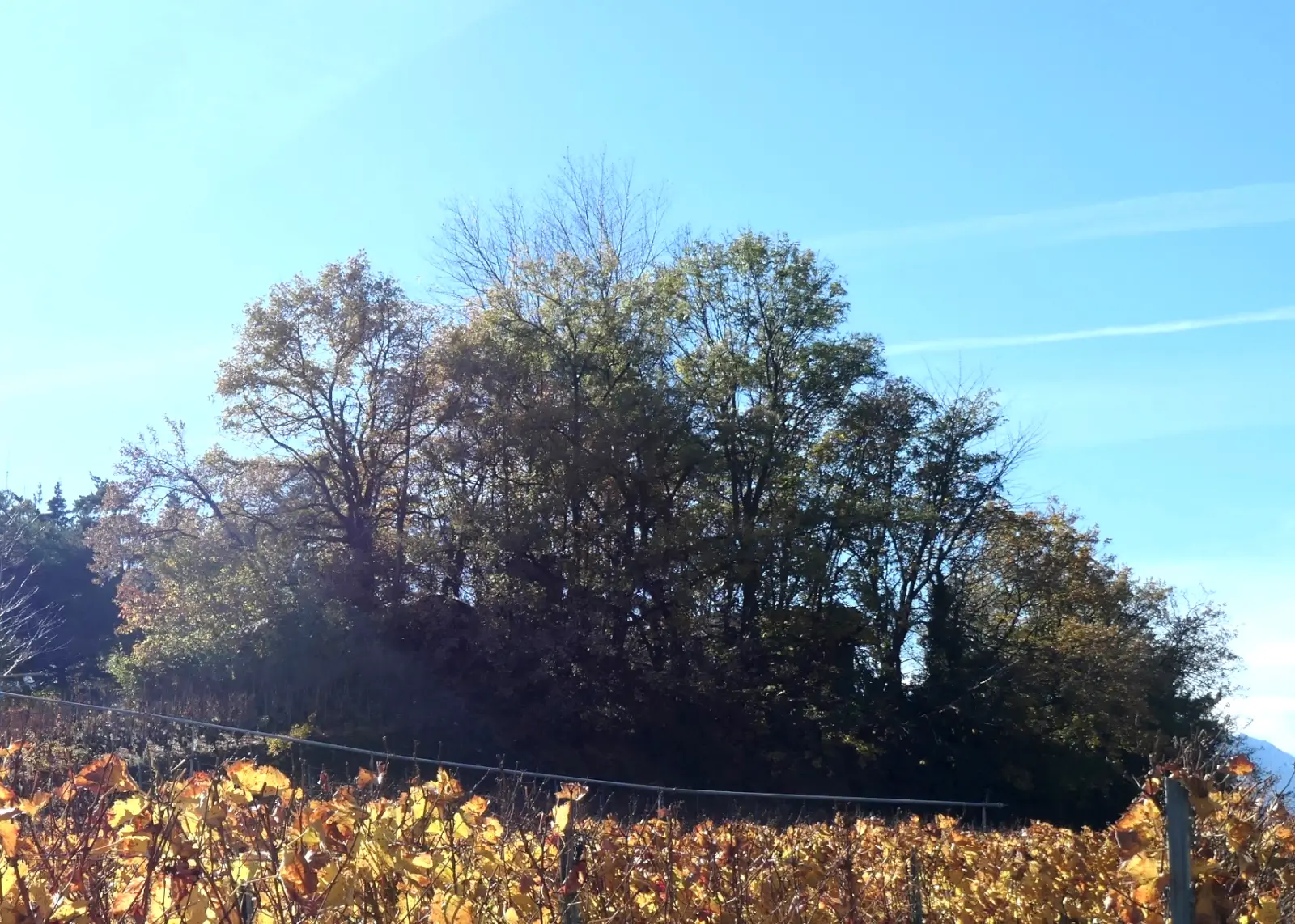 Octobre 2024 : Vigne à Farinet VS, novembre 2020