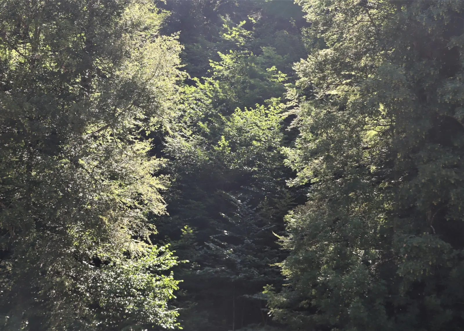 Juillet 2024 : Lac de Lessoc (FR), juillet 2023
