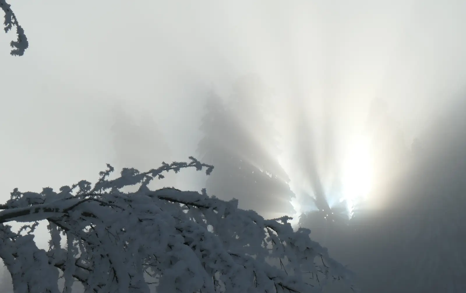 Calendrier 2025 — janvier, brouillard dans la région du Gantrisch