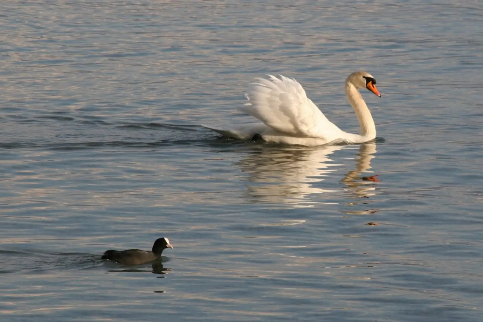 Juillet 2025 : Lac de Thoune (BE), avril 2019