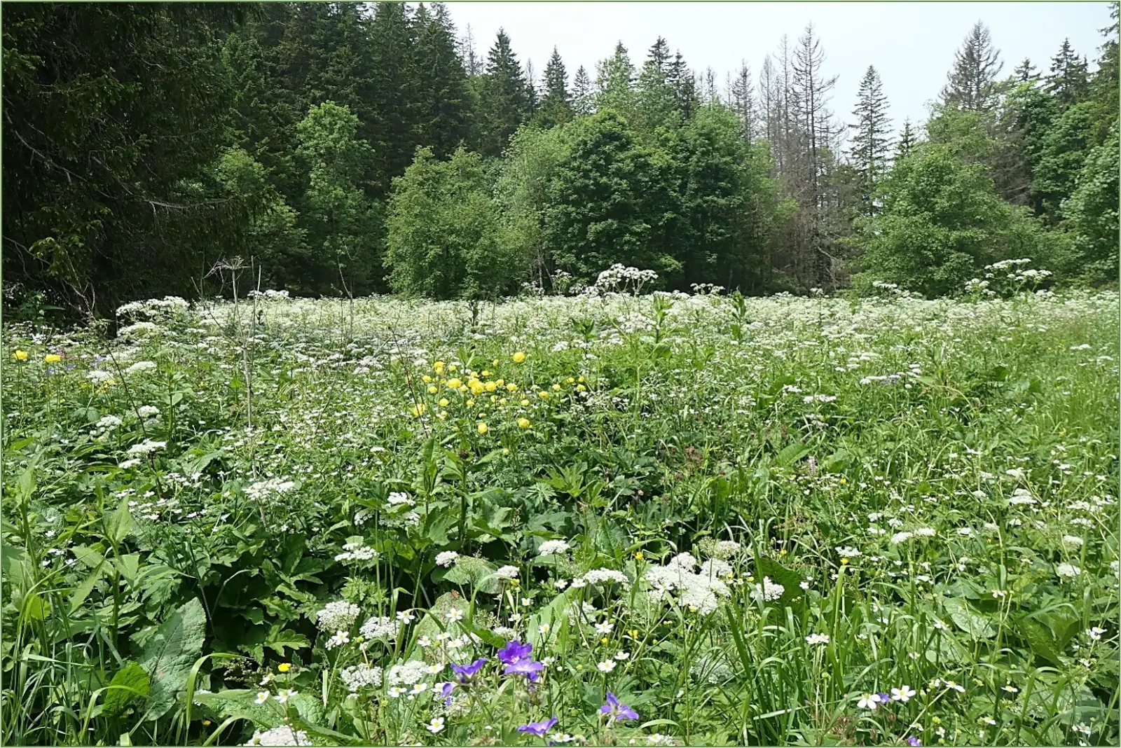 Juin 2026 : Parc régional du Chasseral BE