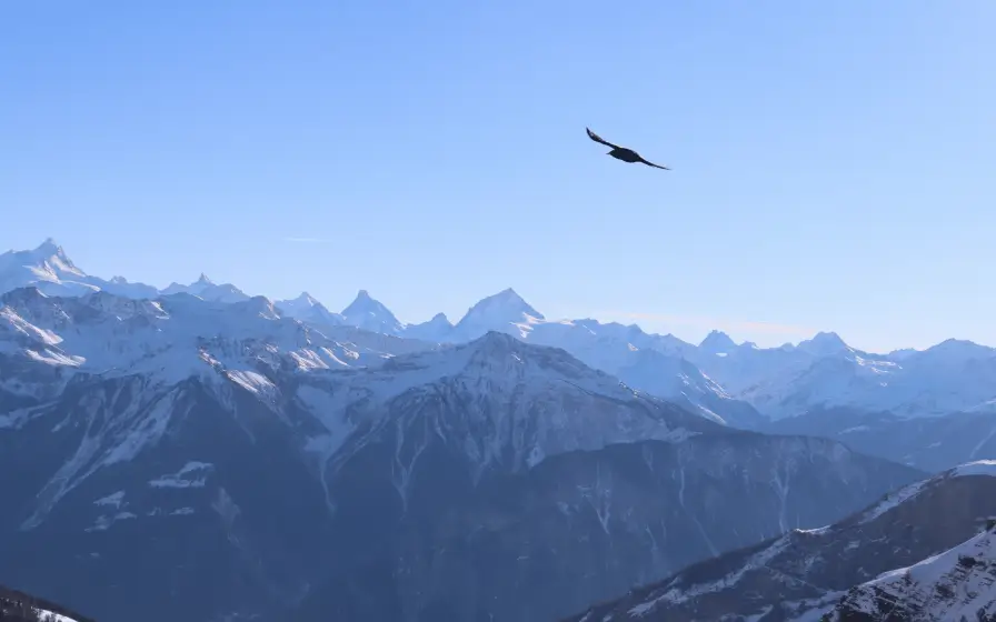 Panorama des Alpes valaisannes enneigées sous un ciel clair, un gypaète barbu en vol