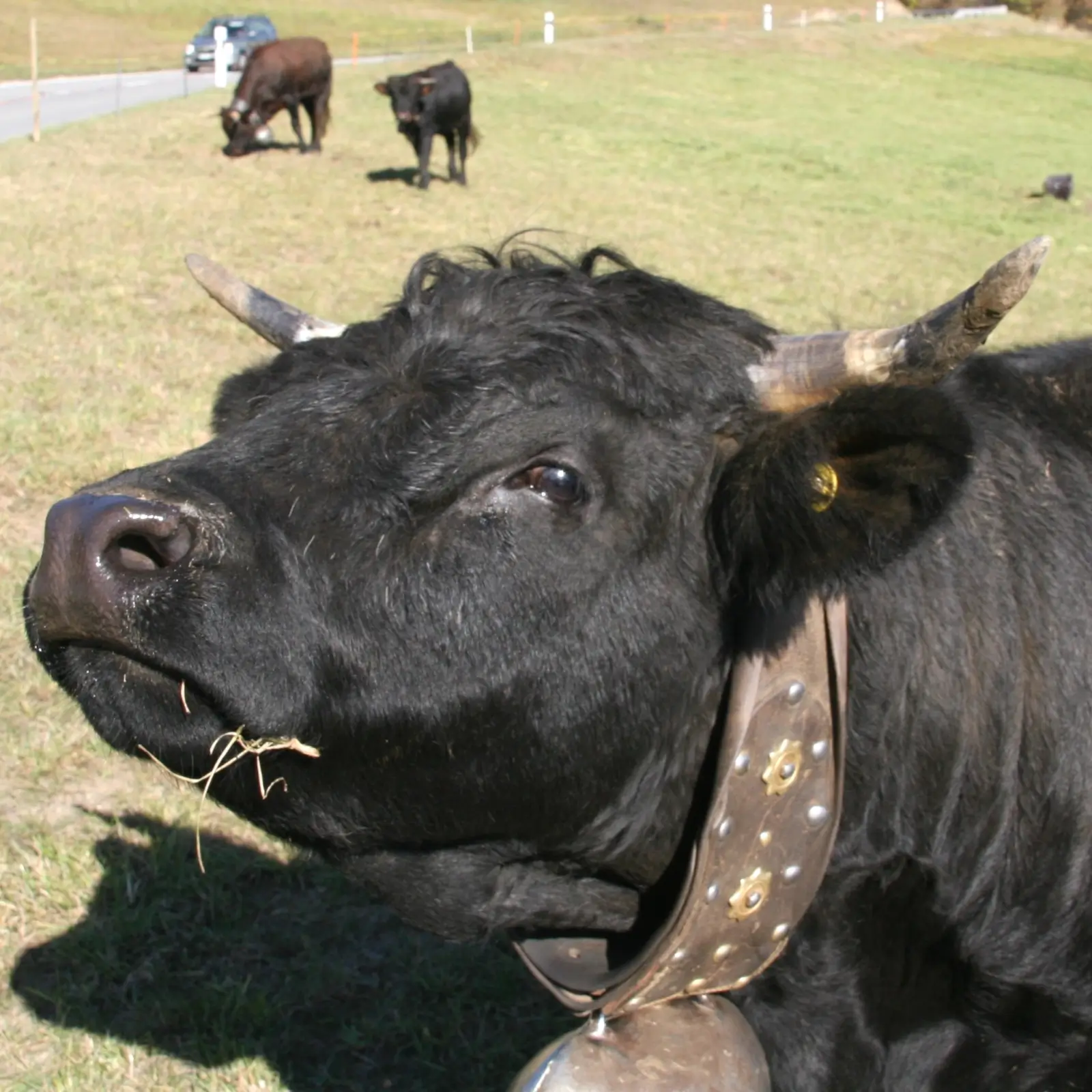 Fiora, vache d'Hérens