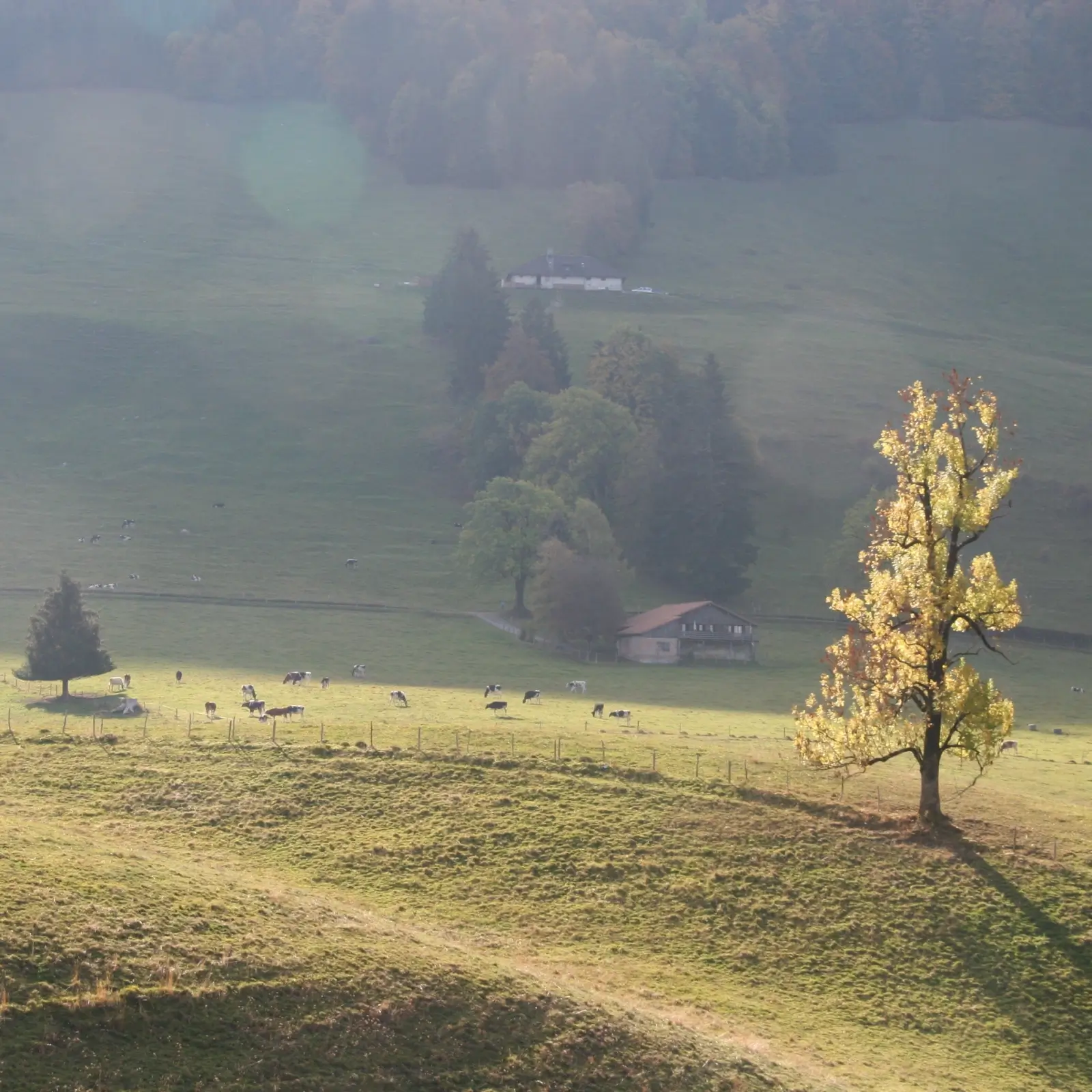 Feuilles d'automne aux couleurs flamboyantes