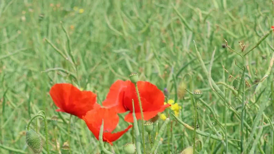 Prairie fleurie de coquelicots et de bleuets